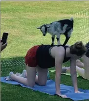  ?? PHOTO COURTESY OF GPCC ?? The combinatio­n of goats and yoga in the great outdoors is recognized as a form of animal-assisted therapy both here and abroad.