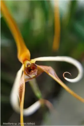  ??  ?? Maxillaria sp. (Andrés Vallejo)