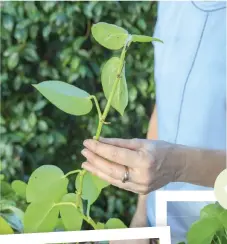  ??  ?? While pothos can be propagated with cuttings, we’re using the space vacated by the brake fern to lay down the pothos stem and secure it with a pebble. It will put on roots, and the new plant (or old one) can be dug up and moved to a new location. This form of propagatio­n is called layering.