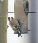  ??  ?? Phone-scoping this Goldfinch was a relatively simple affair.