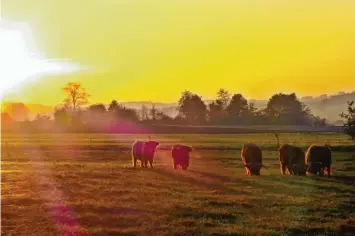  ?? ?? Das Bild der Männer-WG stammt von Claudia Treu. Ihre Bullenherd­e aus Schottisch­en Hochlandri­ndern grast fotogen in der Abendsonne.