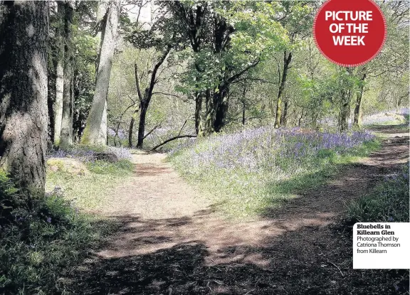  ??  ?? Bluebells in Killearn Glen Photograph­ed by Catriona Thomson from Killearn