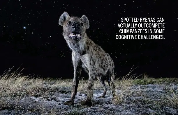 NIKI RUST - PressReader