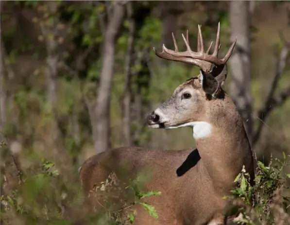  ?? PxHere ?? The Saturday opening of the 2019 firearm deer season may have brought more hunters to Pennsylvan­ia’s wild places following 30 years of decline.