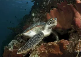  ??  ?? A turtle on the reef of Bunaken Marine Park, Indonesia