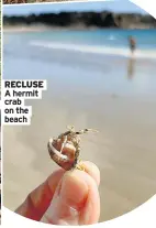  ??  ?? RECLUSE A hermit crab on the beach