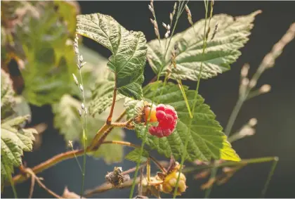  ?? MIKE DREW ?? Gerald Filipski recommends keeping soil healthy and well watered to ensure raspberry production.