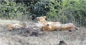  ??  ?? While numbers of the endangered Asiatic lions increase, conservati­on specialist­s say that success has to be managed properly for it to be sustained in the long term