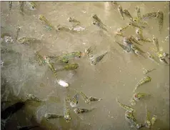  ?? JESSICA HUMES / IMPERIAL IRRIGATION DISTRICT ?? Desert pupfish are seen in a refuge pond in Imperial.