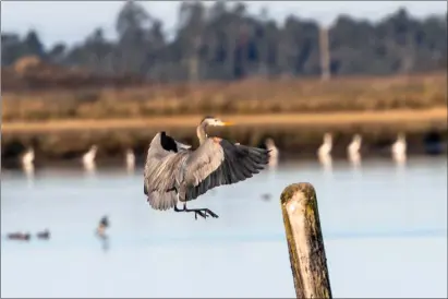  ?? JOSE QUEZADA, HUMEDIA — FOR THE TIMES-STANDARD ?? A great blue heron lands on an old pier piling in Humboldt Bay last weekend, a few yards west from the main parking lot beside Klopp Lake at the Arcata Marsh and Wildlife Sanctuary.