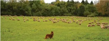  ??  ?? Die zwei Hütehunde Cora und Arco passen zusammen mit Josef Hartl auf die Schafe auf.