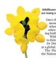  ??  ?? Wildflower­s such as the Bird’s Foot Trefoil are losing out to nettles and hogweed
