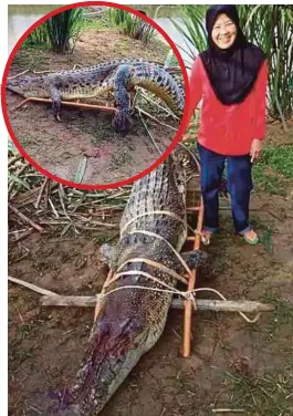  ??  ?? PENDUDUK menunjukka­n seekor buaya yang ditembak ketika 'mendarat' bagi mencari haiwan ternakan penduduk di Sungai Baram, Kampung Dagang.