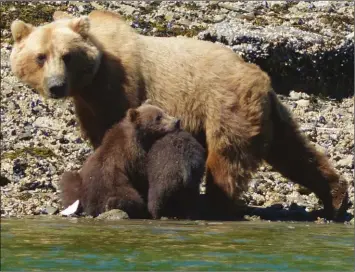  ??  ?? Une mère Kodiak (l’espèce d’ours terrestre la plus gigantesqu­e) allaite ses petits tout en ayant un oeil sur nous avec une certaine inquiétude. Mieux vaut garder ses distances !