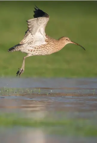  ??  ?? Left: Its mottled brown plumage and long downcurved bill makes the curlew easily identifiab­le.Below left: Ravens are omnivorous, but most of their prey is meat. Belowright: Curlew chicks are vulnerable to predators.