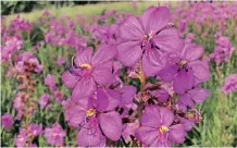  ??  ?? A CLOSE-UP of the pink wild tibouchina.