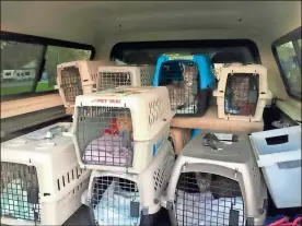  ?? Contribute­d ?? North Georgia Animal Alliance volunteer Dave Mayo secures multiple carriers holding cats for adoption for a trip to the Atlanta Humane Society.