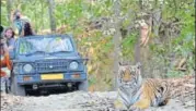  ?? HT PHOTO ?? Tourists watch Royal Bengal Tiger in Corbett Tiger Reserve.