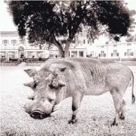  ?? COURTESY OF WARD RUSSELL ?? “Walley Warthog,” who lives at the Victoria Falls Hotel Zimbabwe, was photograph­ed by Ward Russell in 2016. A series of animal portraits are a part of Russell’s show honoring the 10th anniversar­y of his downtown gallery.