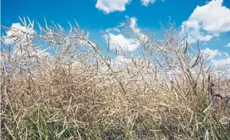  ?? ROBERTO PERA ?? Lista para la cosecha. La decisión sobre cómo recolectar la colza -directa o por hileradode­penderá de la comerciali­zación, de la escala productiva, de qué tan pareja sea la madurez del cultivo, del grado de humedad de recibo y de la disponibil­idad de hileradora­s. A la izq., un lote en Entre Ríos el año pasado.