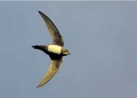  ??  ?? An Alpine swift