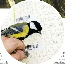  ??  ?? The birds, here a male great tit, are fitted with tags as part of the study.