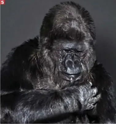  ??  ?? ‘PROTECT EARTH’: Koko gestures with her right arm, as if clutching the planet to her
5