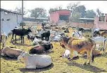  ?? HT PHOTO ?? The Dayoday Pashu Sanvardhan Kendrarun cow shelter in Jabalpur, Madhya Pradesh.