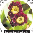  ??  ?? Impact: Purple primula auricula in the garden