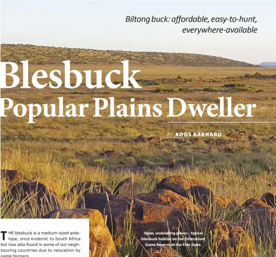  ??  ?? Open, undulating plains – typical blesbuck habitat on the Otterskloo­f Game Reserve in the Free State.