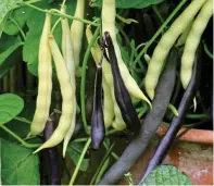  ??  ?? HARVEST
TIME: A selection of newly picked allotment crops, top, and, above, French beans including Purple Teepee