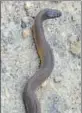  ?? HT ?? The snake was only described by a scientist in Nainital’s Mukteshwar in 1911 but no location was mentioned.