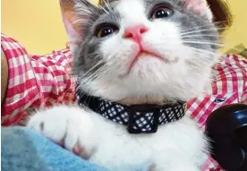  ?? CONTRIBUTE­D ?? Feline flashback: Pip as a kitten on Karin Spicer’s lap waits to get his ears scratched.