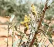  ??  ?? A LOCUST outbreak has decimated crops in Kyuso, Kenya. | REUTERS