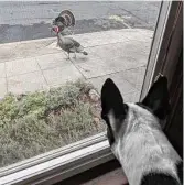  ?? Courtesy Sue Trowbridge ?? Two wild turkeys showed up outside Alameda resident Sue Trowbridge’s home in October. Her dog, Toby, kept watch on the feathered visitors.