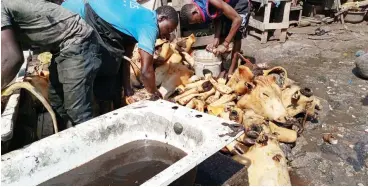  ?? Photo: Onyekachuk­wu Obi ?? Butchers preparing slaughtere­d animal at Utako market, Abuja yesterday