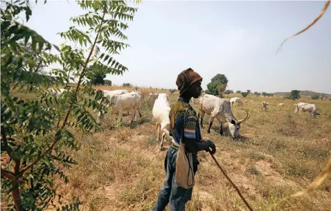  ?? Reuters ?? A FULANI shepherd watches his cattle in Paiko, Niger State, Nigeria. The nomadic herders are losing access to grazing land owing to changing land use. |