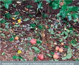  ??  ?? Haelskade in ’n boord Fuji- en Mahana-appels by Krakeel in die Langkloof, ná ’n storm op 12 Maart. FOTO: RIAAN STRYDOM