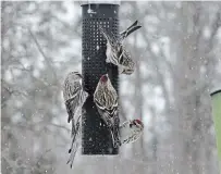  ?? JOYCE SANKEY ?? A few of the feathered friends who have visited Joyce Sankey’s backyard in Niagara Falls.