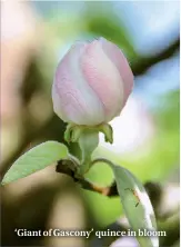  ??  ?? ‘Giant of Gascony’ quince in bloom