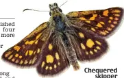  ??  ?? Chequered skipper