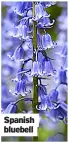  ??  ?? Spanish bluebell