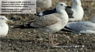  ??  ?? Above: a capped landfill area by the Thames in east London attracts Common Shelduck in the breeding season.
Right: Caspian Gull is a target in any gathering of landfill larids.