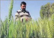  ?? HT PHOTO ?? A farmer inspects the wheat crop at his farm in Karnal.