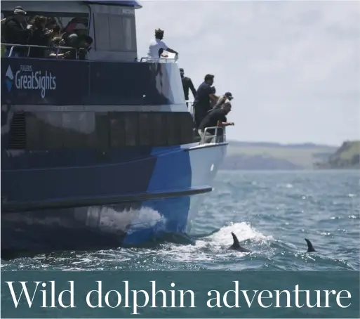  ?? LIZ BEDDALL PHOTOS ?? Dolphins are spotted swimming alongside another Fullers GreatSight­s vessel. The company is passionate about presenting dolphins in their most natural state.