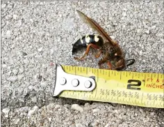  ??  ?? A Magnolia family was given a scare recently after discoverin­g this wasp in their yard. They originally thought it might have been the so-called “murder hornet,” or Asian giant hornet. An entomologi­st from the University of Arkansas identified it as a cicada killer wasp. (Contribute­d)