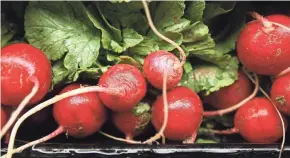  ?? SENTINEL MARK HOFFMAN / MILWAUKEE JOURNAL ?? Since the times of ancient Egyptians and Greeks, radishes have been used a remedy for jaundice, indigestio­n and gallstones.