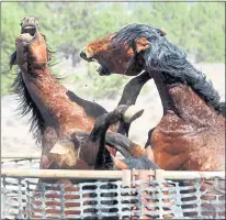  ??  ?? A pair of wild stallions fight in a holding corral after their capture near Devils Garden at the Modoc National Forest in 2004.