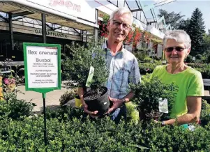  ??  ?? Maria und Klemens Cornelißen stellen die clevere Buchsbaum-Alternativ­e Ilex crenata vor.