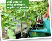  ??  ?? Keep tomatoes well-watered while pu ing on vegetative growth